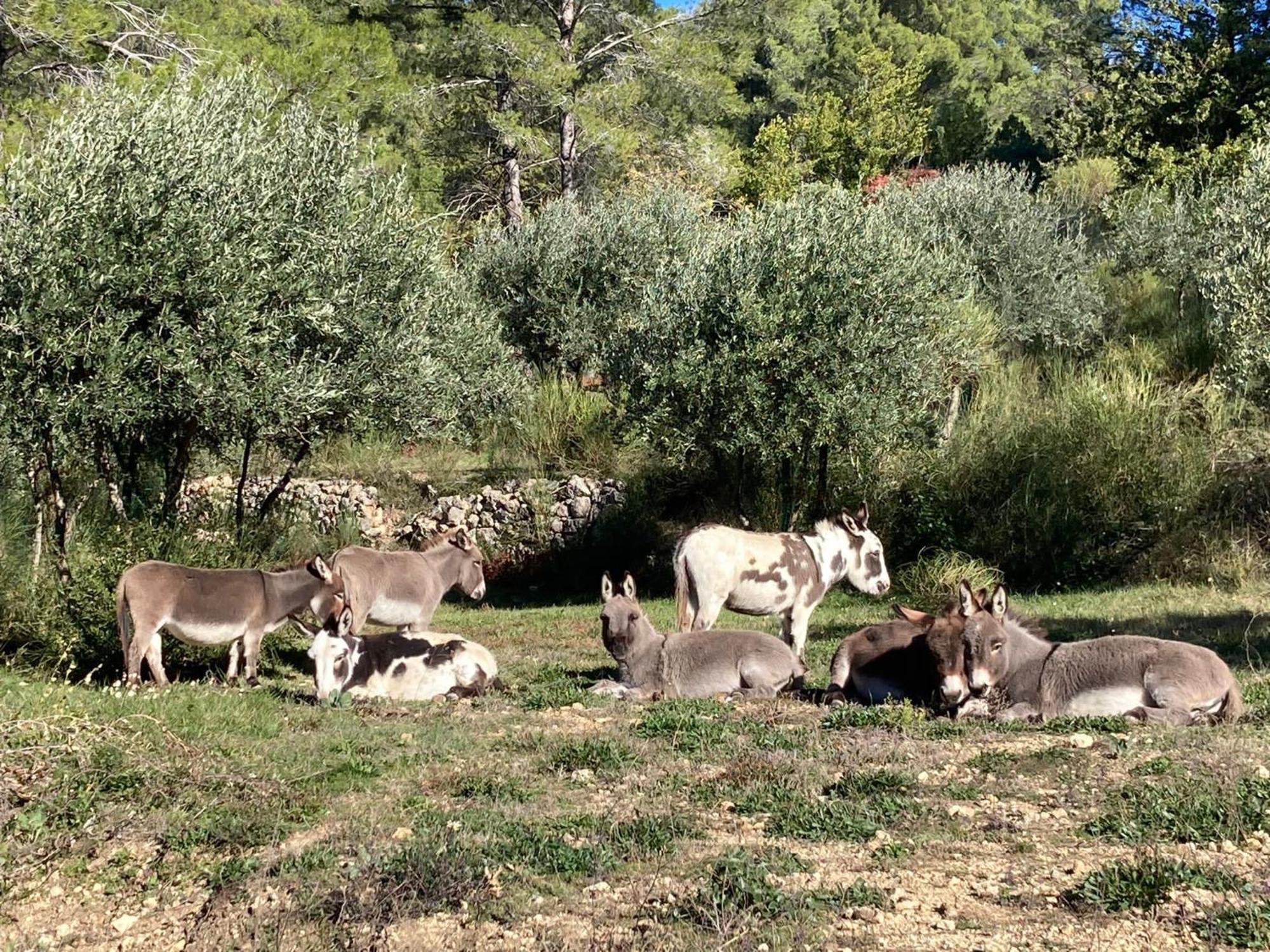 Les Genets * Fayence